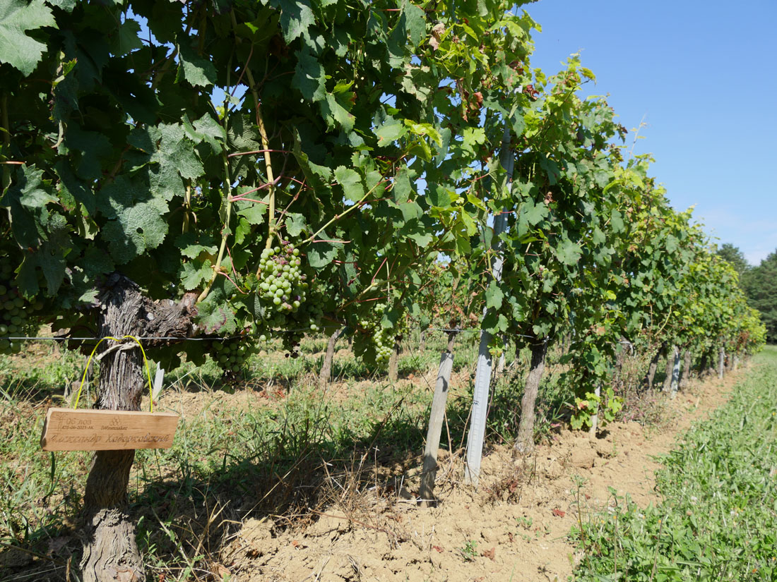 Виноградник на урожай